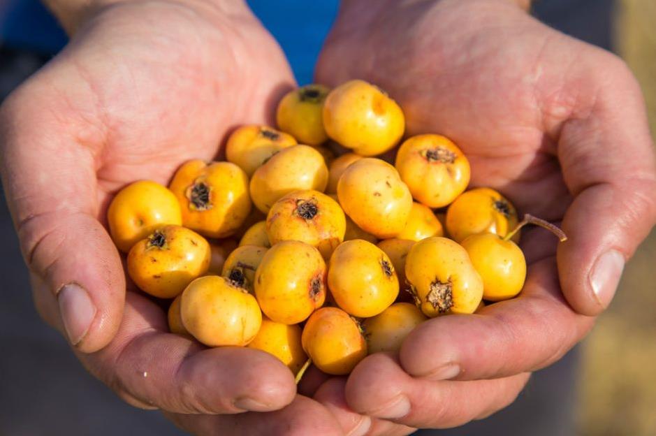 ALIÇ - ŞİFA KÖŞESİ