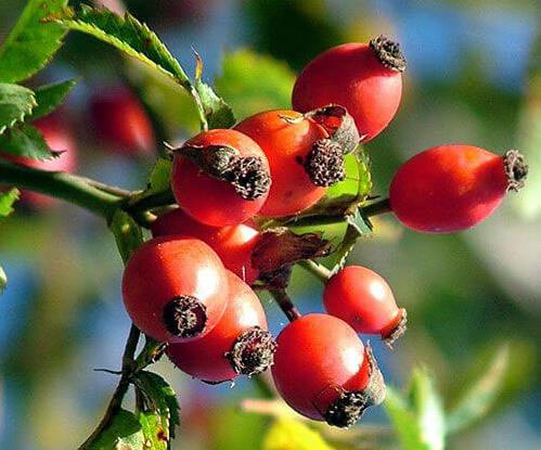 KUŞBURNU - ŞİFA KÖŞESİ