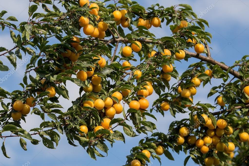 SARI ERİK - ŞİFA KÖŞESİ