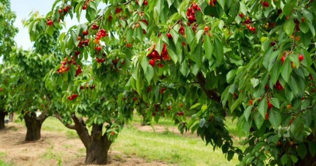 VİŞNE - ŞİFA KÖŞESİ